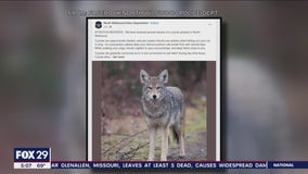 Coyote warning: Police urge residents to beware after several reports in Cape May County