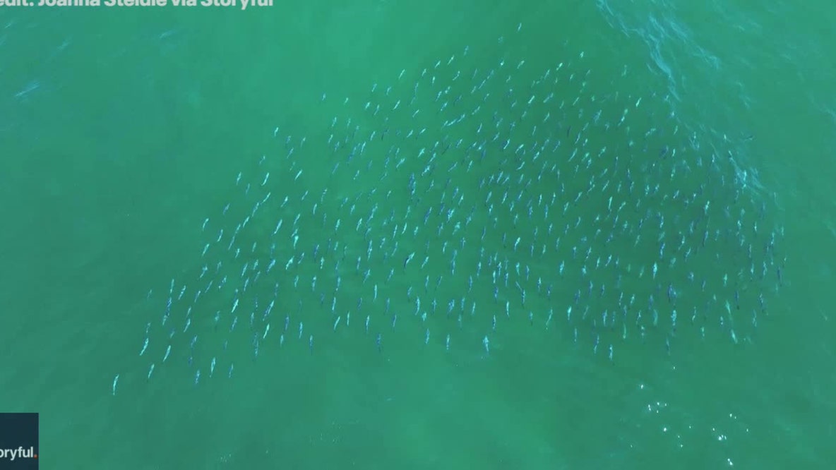 Large school of migrating bluefish shimmer in sea off Long Island