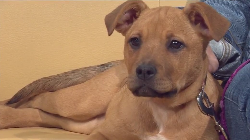 Pet of the Week: Ruby from PAWS