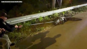 Gator removed twice from NC highway