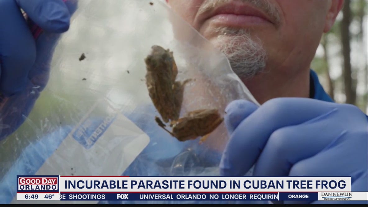 Cuban tree frogs in Florida could carry parasite that is potentially deadly to pets, humans