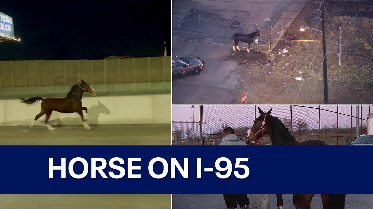 horse-gallops-alongside-drivers-on-i-95-in-philadelphia-fox-29