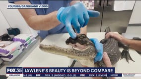 Jawlene, the jawless alligator, getting stronger