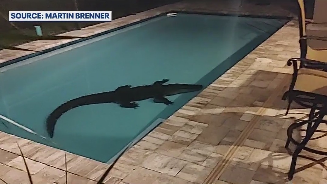 10-foot alligator in New Smyrna Beach pool
