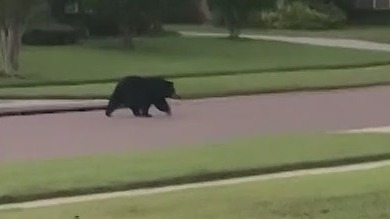 Big bear spotted in Lake Mary neighborhood
