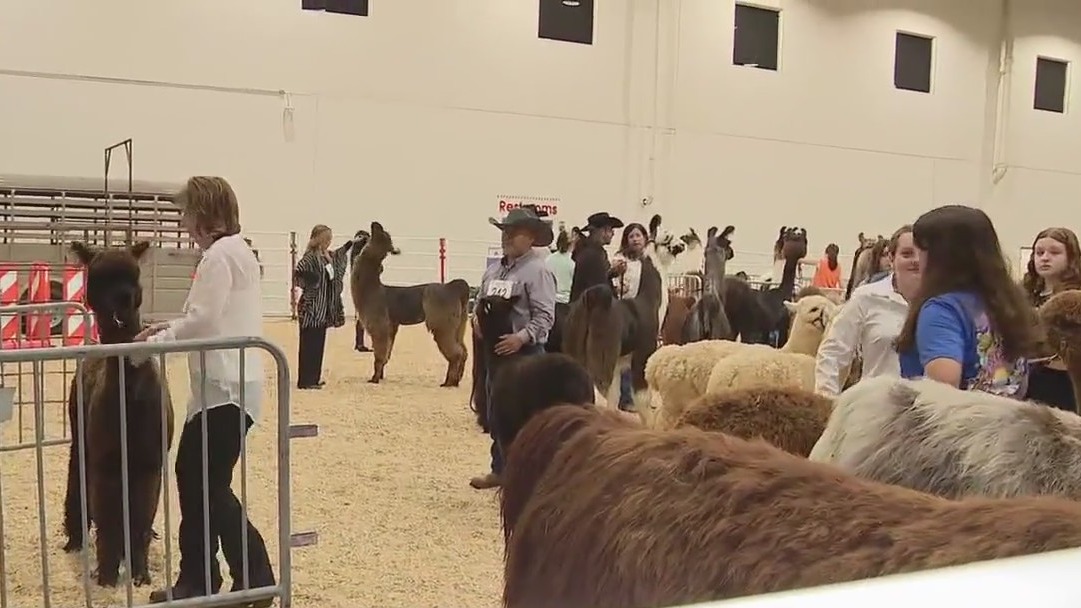 Llama and alpaca show at Houston Livestock Show & Rodeo