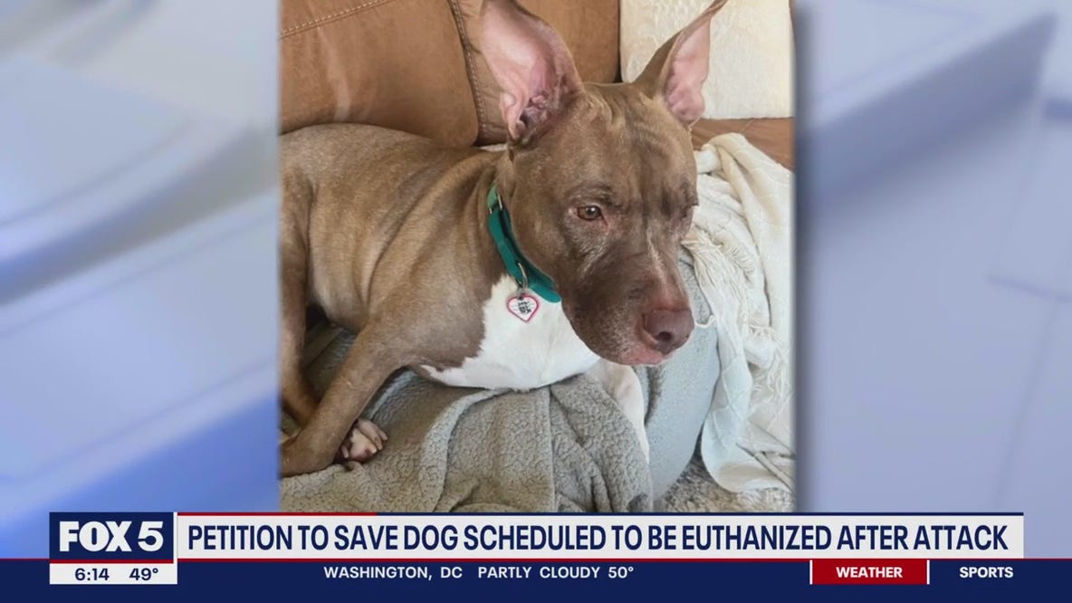 Petition launched to save dog scheduled to be euthanized