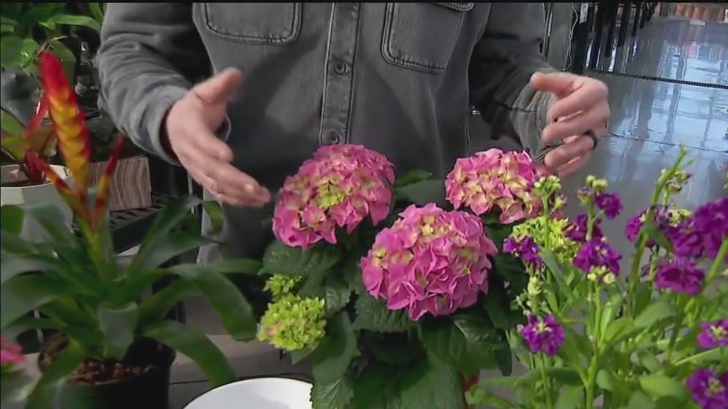 Spring blooms for any space: Garden Guy