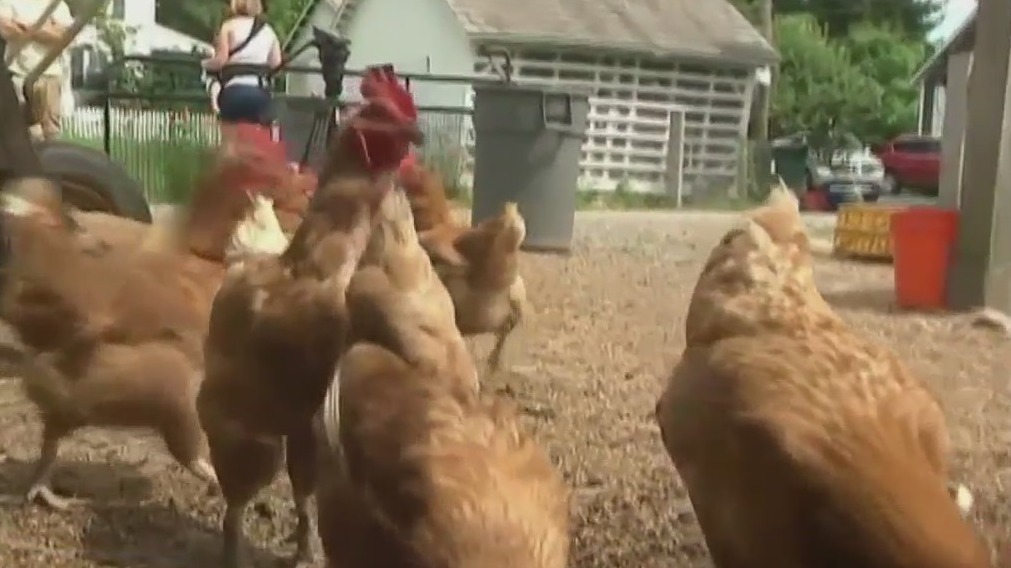 Avian Flu: 250,000 birds to be euthanized in Sonoma County