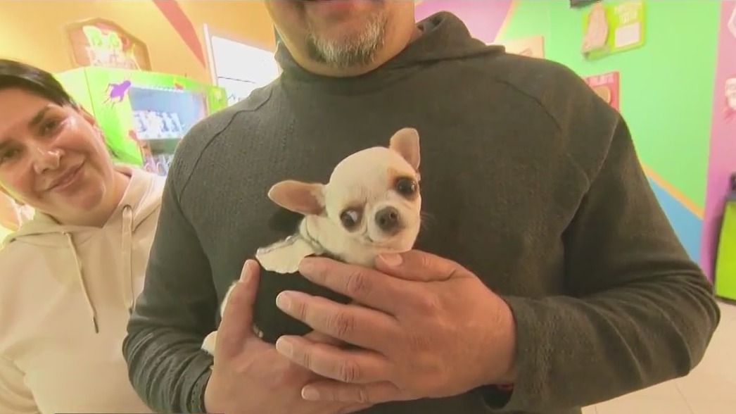 World's smallest dog, Pearl, visits Orlando