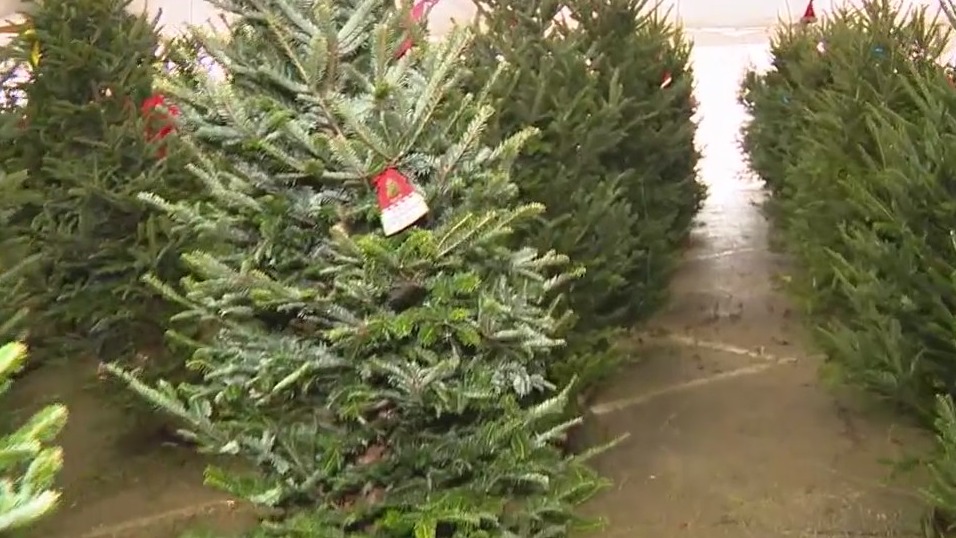 Christmas tree prices on the rise: FOX 35 visits a popular Orlando lot