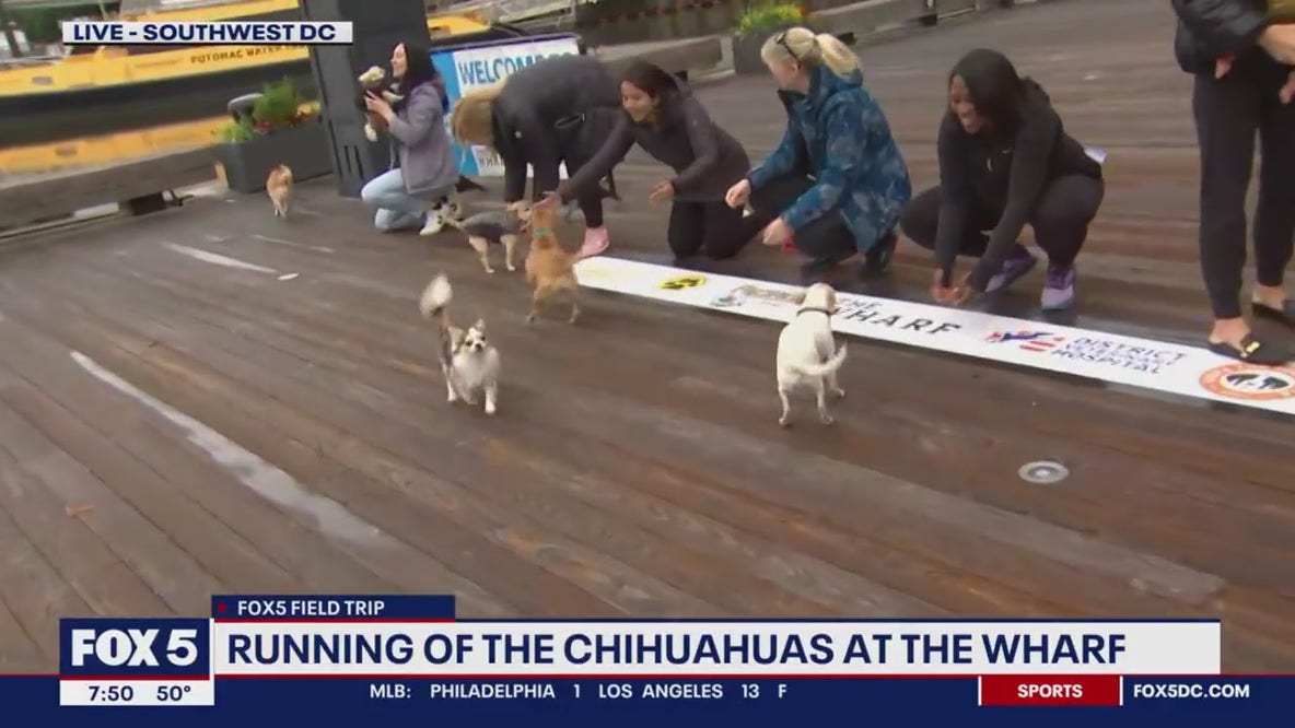 Running of the Chihuahuas at The Wharf