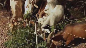 Controlling buckthorn, weeds with goats