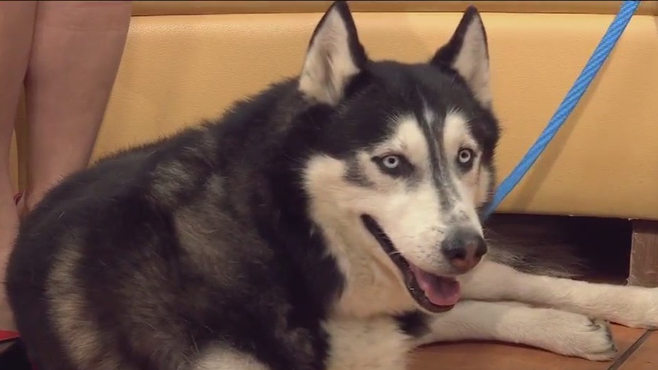 Pet of the Week: Loki from PAWS