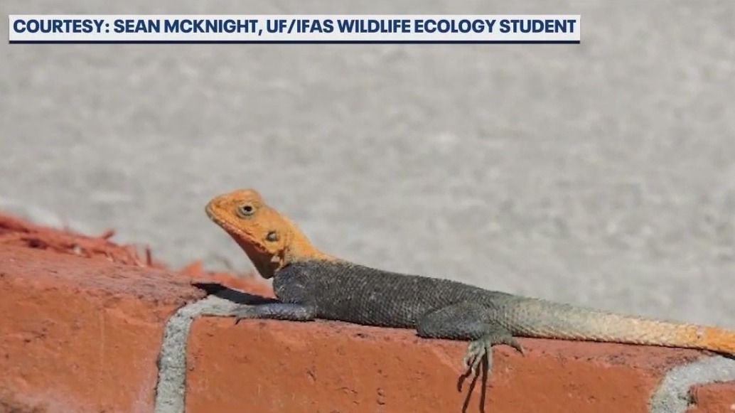 Invasive lizard settling into Central Florida