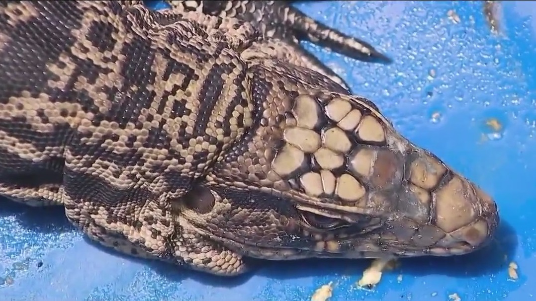 Florida man find dangerous, invasive lizard