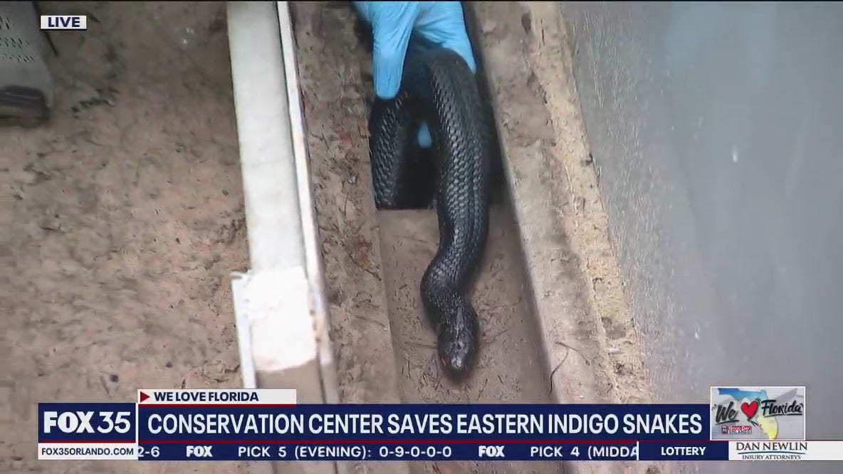 Florida conservation center saves eastern indigo snakes