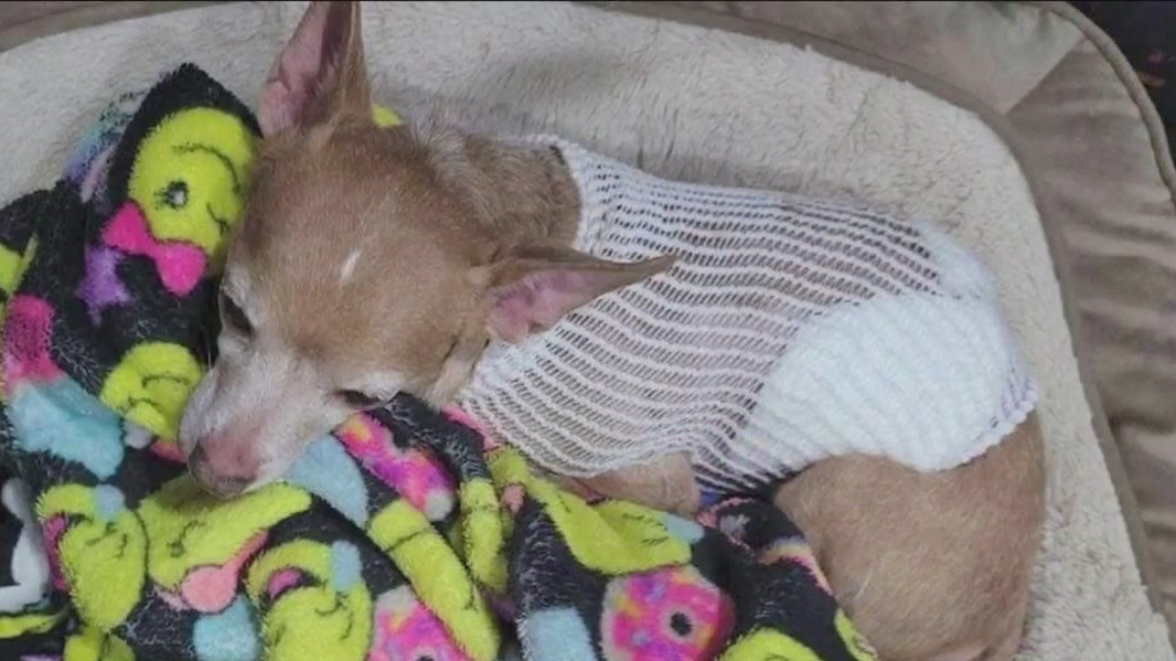 Dog stabbed multiple times by Chicago woman has vet bills covered thanks to donations