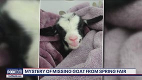Pygmy goat goes missing from Washington Spring Fair