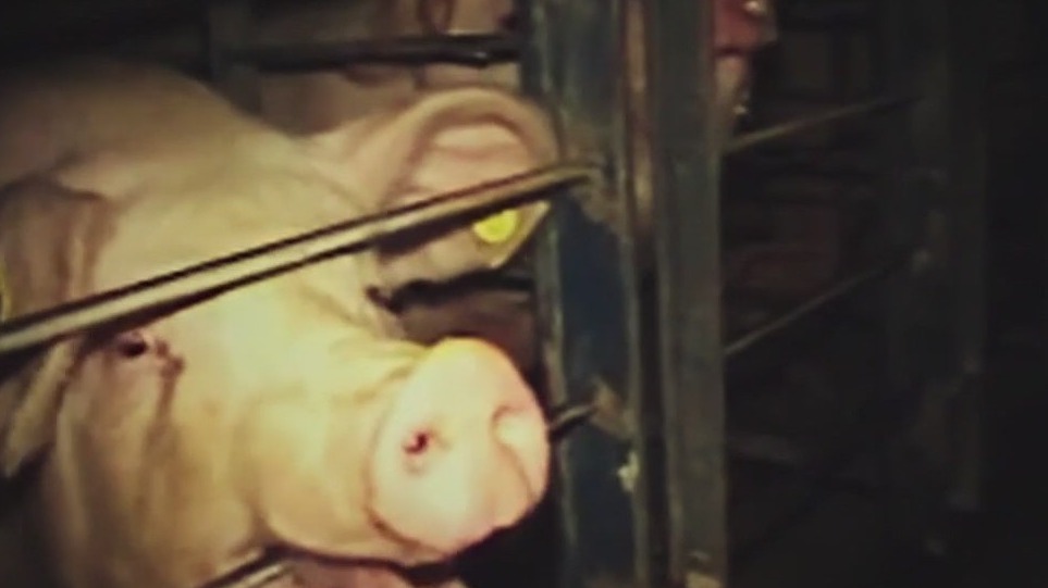 California judge delays enforcement of part of new bacon law