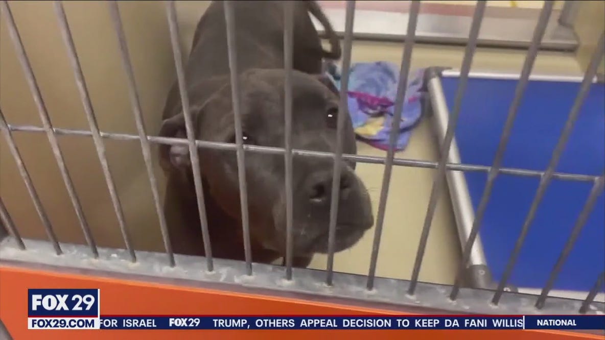 ACCT Philly with urgent plea to adopt dogs as their shelter is full