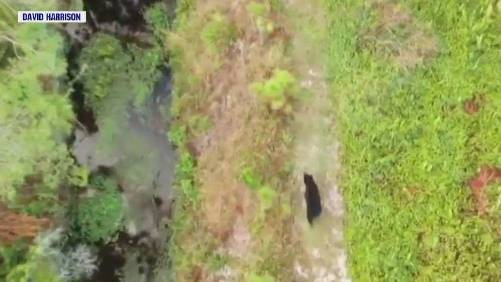 Drone captures bear running through neighborhood of Florida town