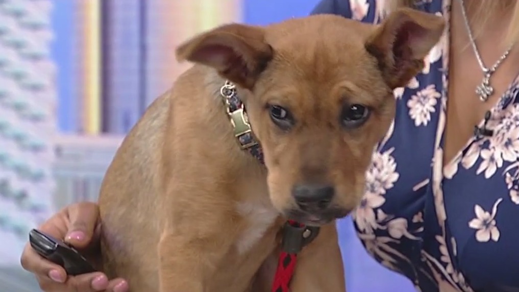 Meet Rootie: Our Pet of the Day