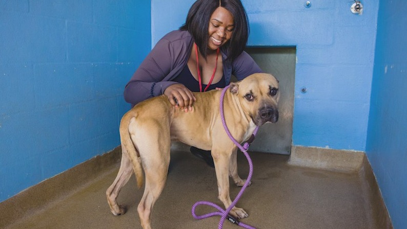 Orange County Animal Services opens up adoptions again after Hurricane Ian