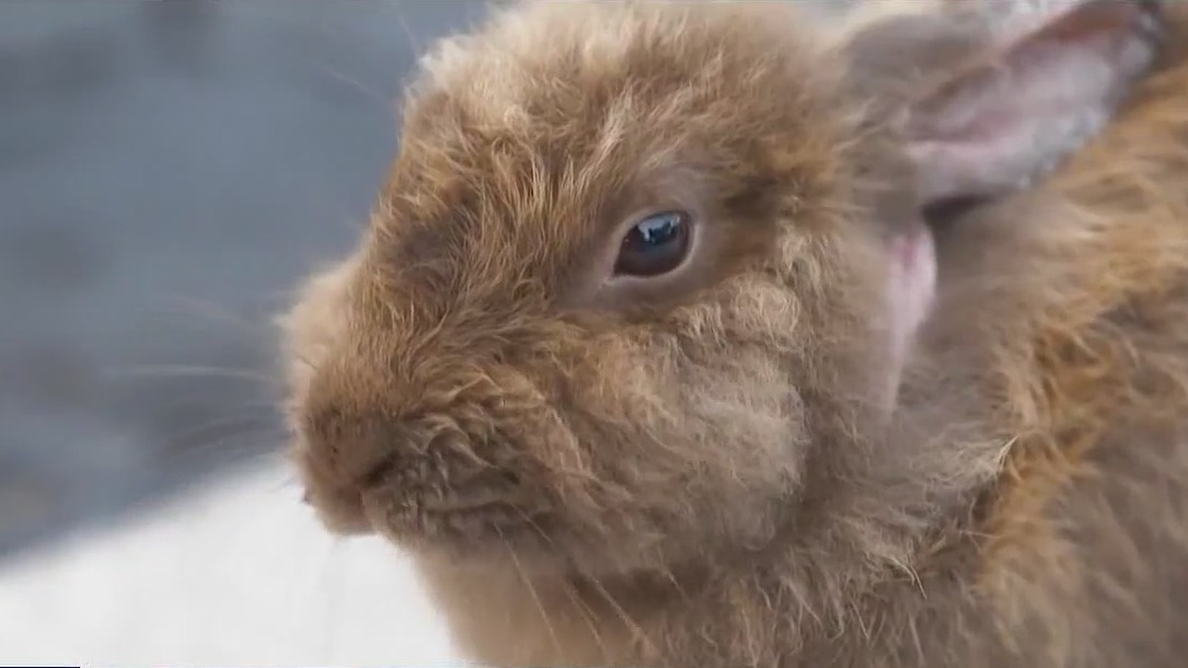 Fuzzy rabbits invade Florida community