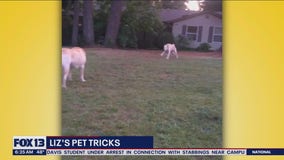 Liz's Pet Tricks for Friday, May 5