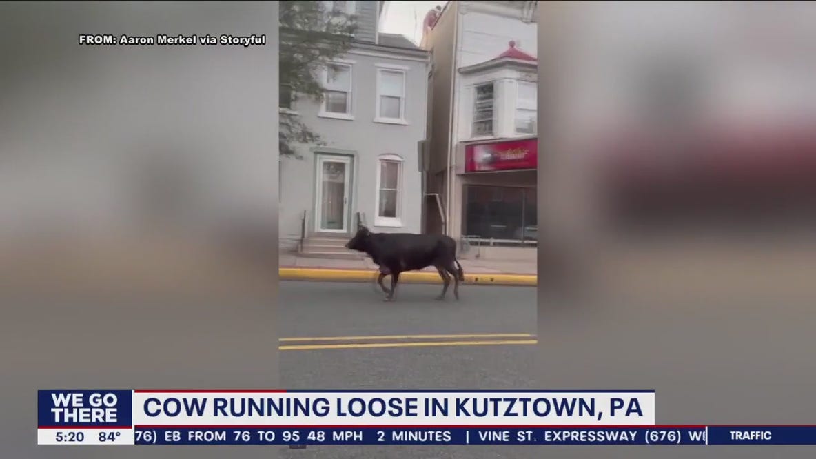 Steer clear: Cow runs loose in rural Pennsylvania town