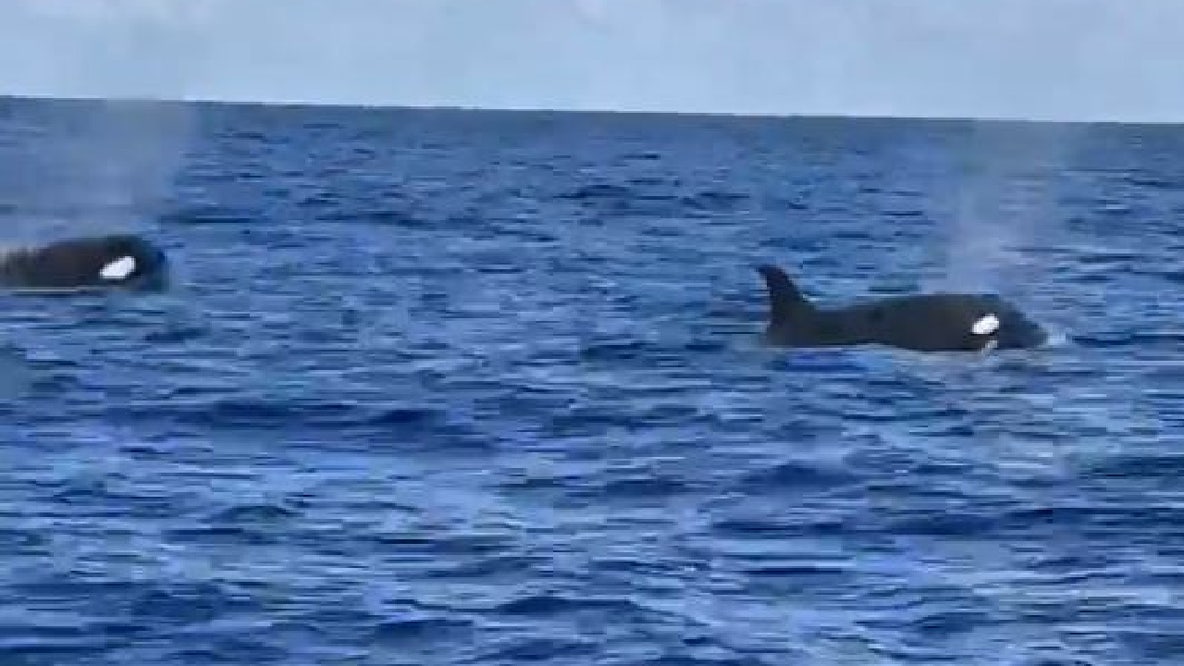 Killer whales spotted off coast of Florida