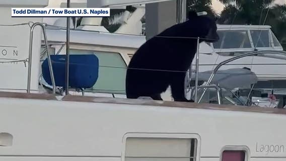 Watch: Florida Black bear chills on luxury boat