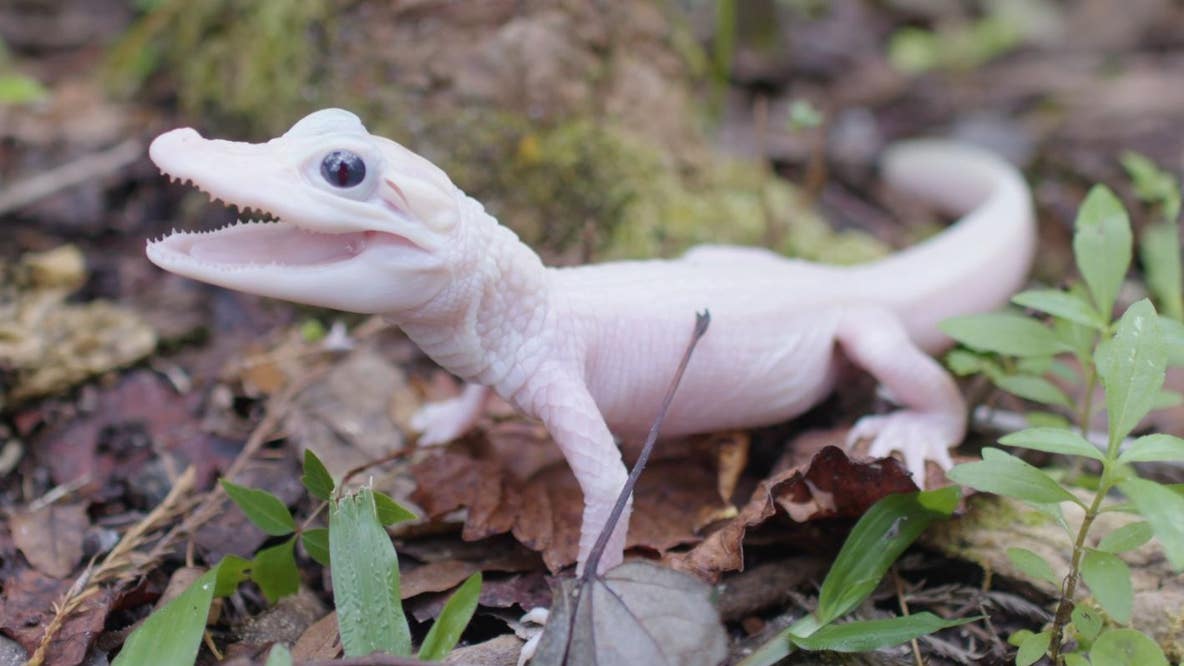 Rare white alligator born at Gatorland