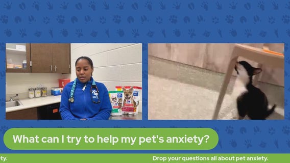 Pet Pawcast - September 8, 2023