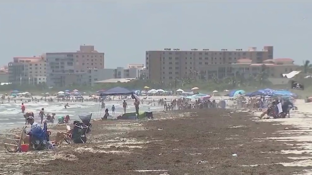 Florida beaches could see record-breaking smelly seaweed this summer