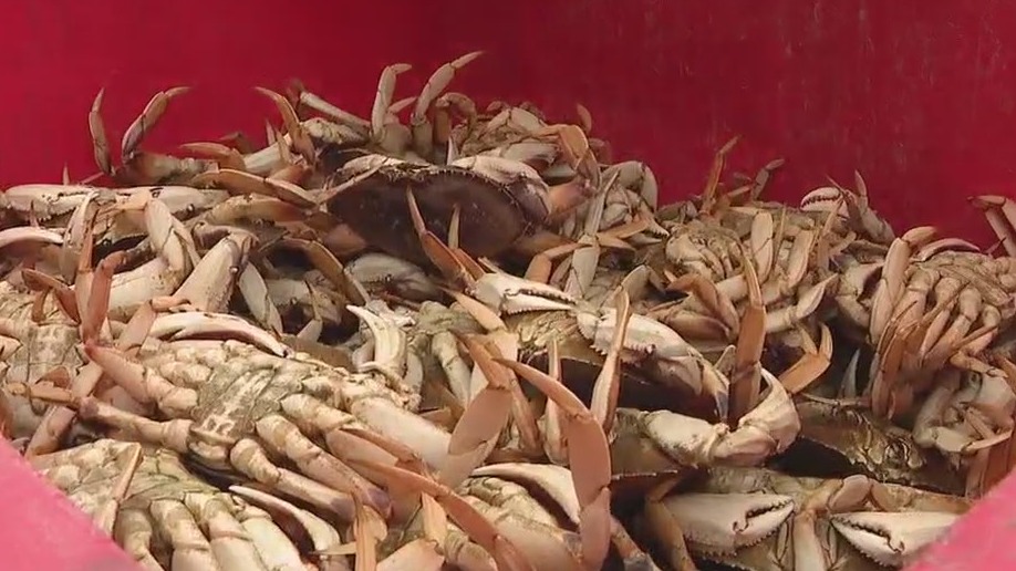 Bay Area Dungeness crab fleet could fade away