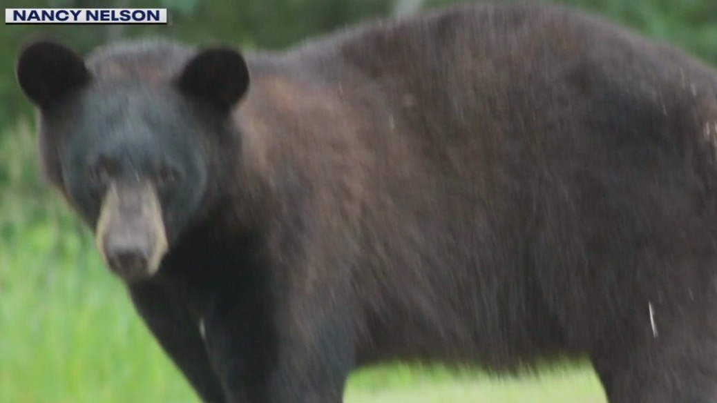 Waukesha County bear sighting 3rd since May