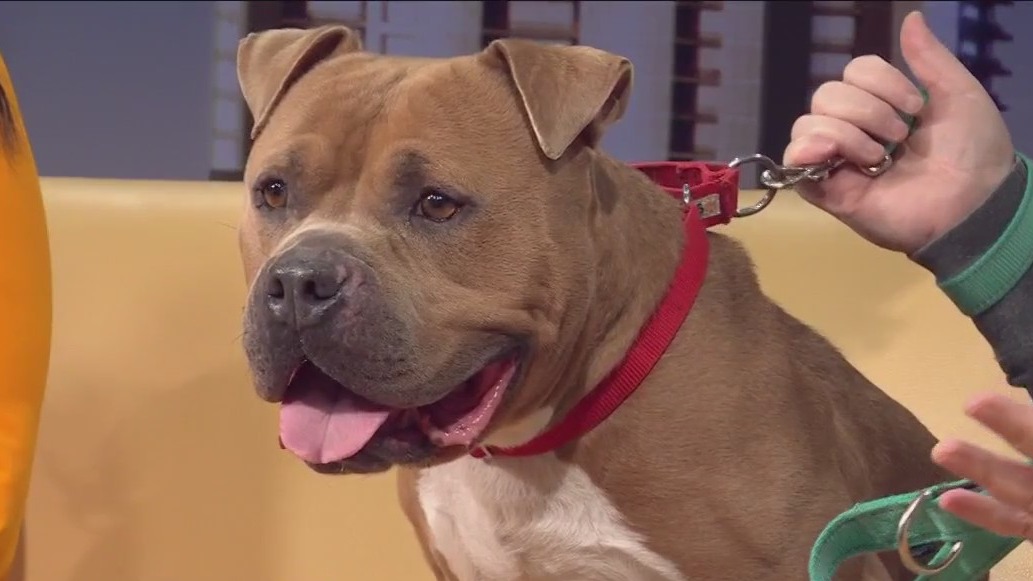 Pet of the Week: Leon from P.A.W.S.