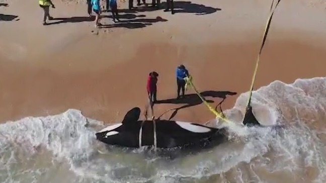 Killer whale found dead on Florida beach: How did this happen?