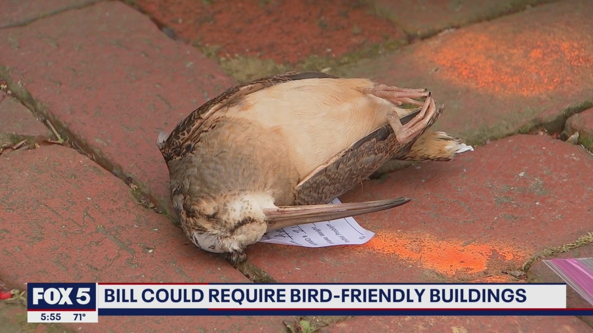 Bill could require bird-friendly buildings