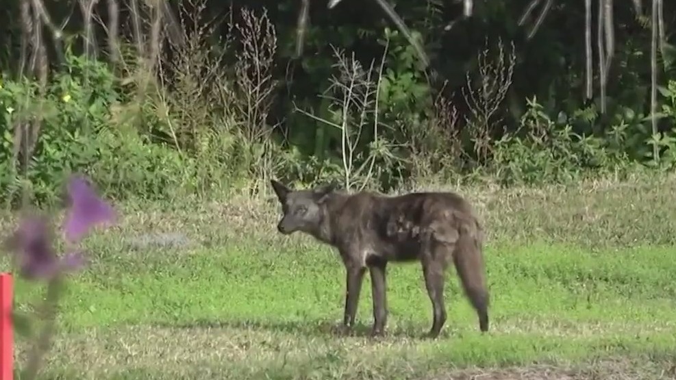 Coyote mating season begins in Florida