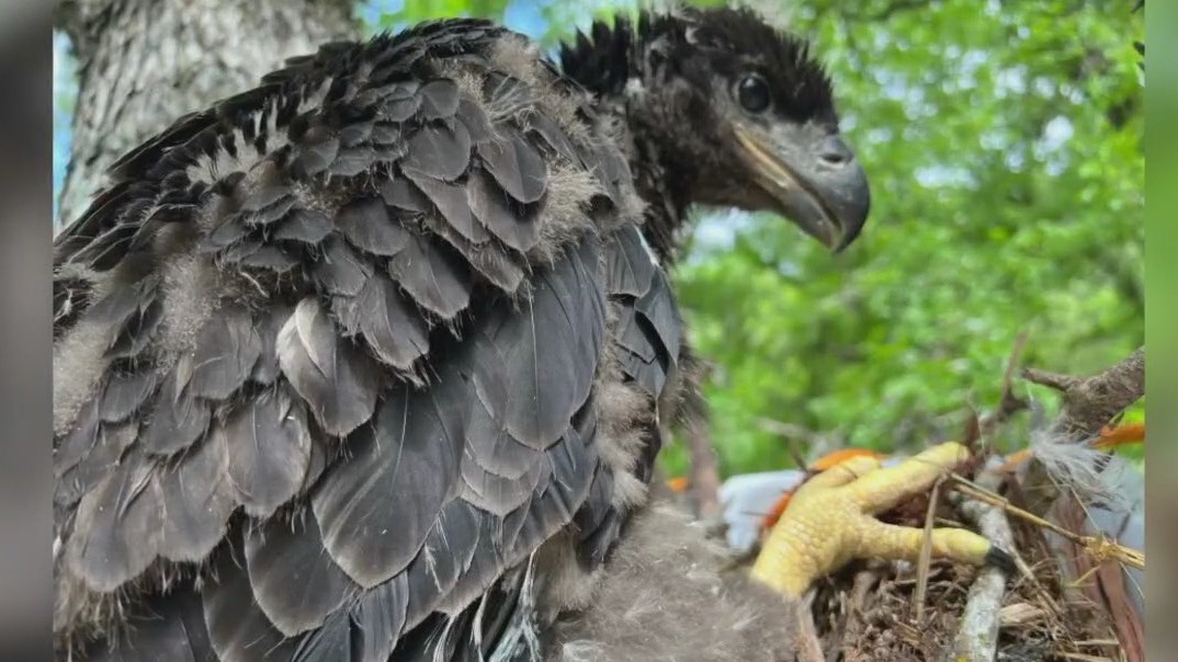 Baby bald eagle rescued in Austin