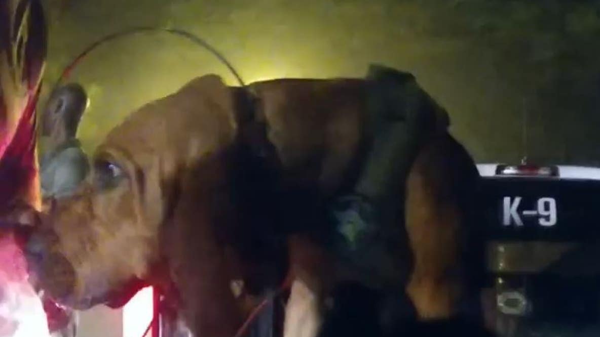 VIDEO: K9 Beau helps find missing child in Florida