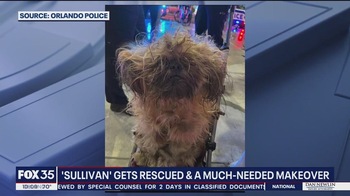 Florida pup gets much-needed makeover