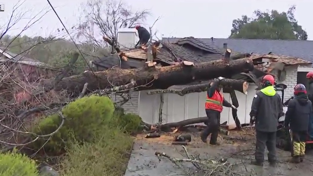 Rain-soaked tree crashes onto home in Novato