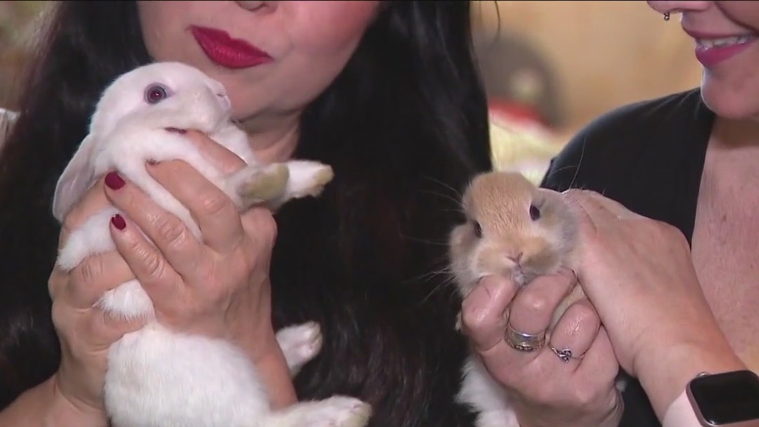 LA rescue seeks homes for rabbits rescued from 'breeding operation'