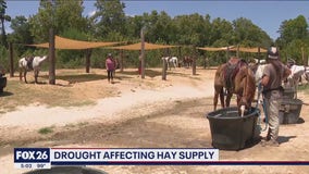 Texas drought affecting livestock, crops