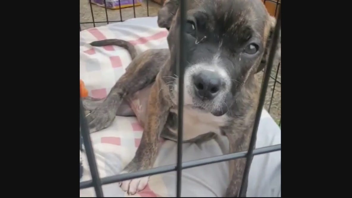 Rescue needs help building shelter for Detroit dogs