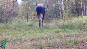 Minnesota bull moose captured on trail cameras